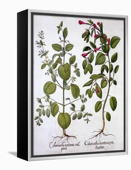 Calamints, from 'Hortus Eystettensis', by Basil Besler (1561-1629), Pub. 1613 (Hand-Coloured Engrav-German School-Framed Premier Image Canvas