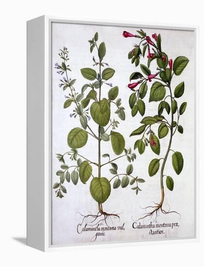 Calamints, from 'Hortus Eystettensis', by Basil Besler (1561-1629), Pub. 1613 (Hand-Coloured Engrav-German School-Framed Premier Image Canvas