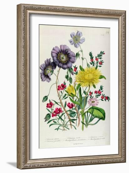 Calandrinia, Plate 18 from 'The Ladies' Flower Garden', Published 1842-Jane Loudon-Framed Giclee Print