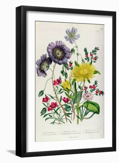 Calandrinia, Plate 18 from 'The Ladies' Flower Garden', Published 1842-Jane Loudon-Framed Giclee Print