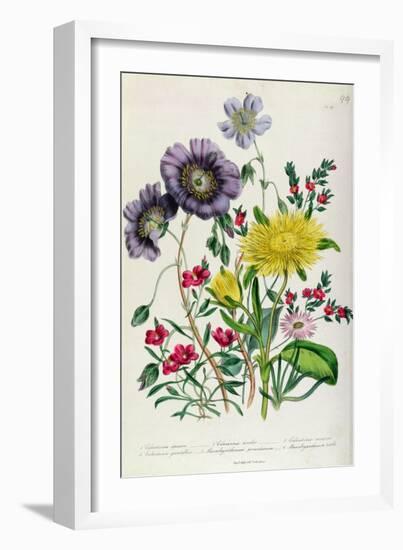 Calandrinia, Plate 18 from 'The Ladies' Flower Garden', Published 1842-Jane Loudon-Framed Giclee Print