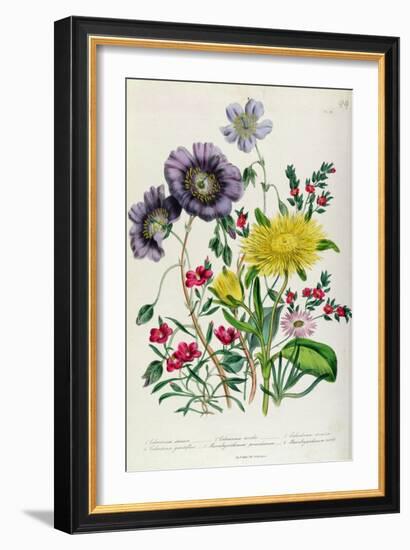 Calandrinia, Plate 18 from 'The Ladies' Flower Garden', Published 1842-Jane Loudon-Framed Giclee Print