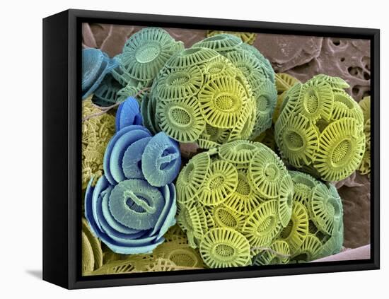 Calcareous Phytoplankton, SEM-Steve Gschmeissner-Framed Premier Image Canvas