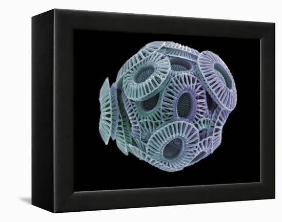 Calcareous Phytoplankton, SEM-Steve Gschmeissner-Framed Premier Image Canvas