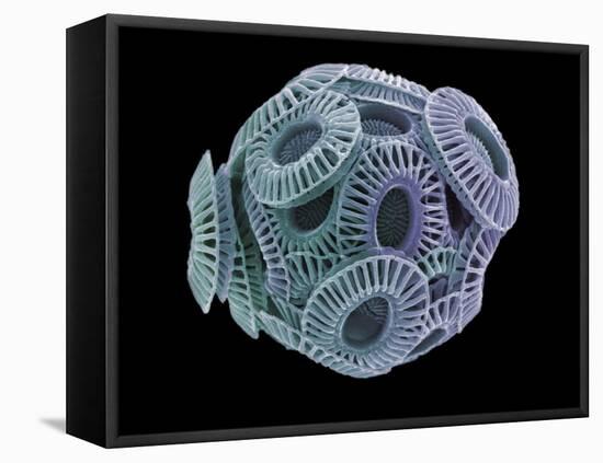 Calcareous Phytoplankton, SEM-Steve Gschmeissner-Framed Premier Image Canvas