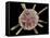 Calcareous Phytoplankton, SEM-Steve Gschmeissner-Framed Premier Image Canvas