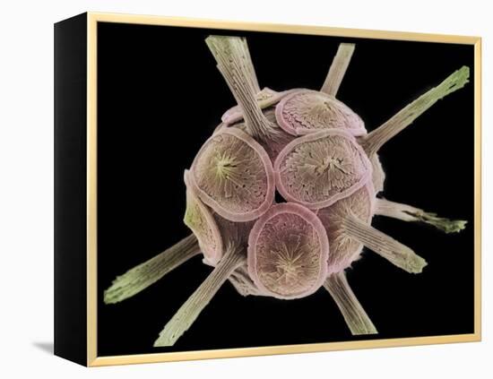 Calcareous Phytoplankton, SEM-Steve Gschmeissner-Framed Premier Image Canvas