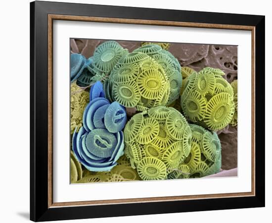 Calcareous Phytoplankton, SEM-Steve Gschmeissner-Framed Photographic Print