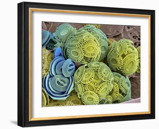 Calcareous Phytoplankton, SEM-Steve Gschmeissner-Framed Photographic Print