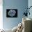 Calcareous Phytoplankton, SEM-Steve Gschmeissner-Photographic Print displayed on a wall