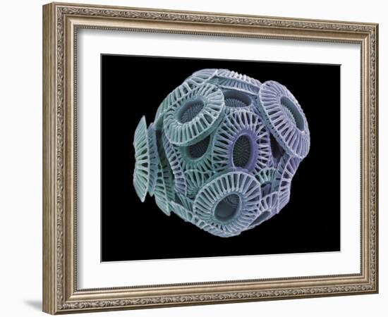 Calcareous Phytoplankton, SEM-Steve Gschmeissner-Framed Photographic Print