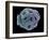 Calcareous Phytoplankton, SEM-Steve Gschmeissner-Framed Photographic Print