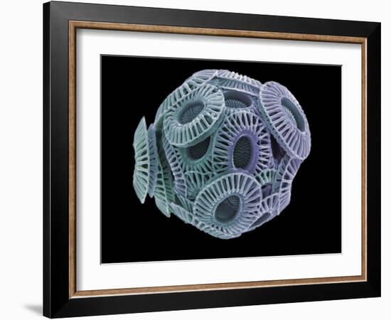 Calcareous Phytoplankton, SEM-Steve Gschmeissner-Framed Photographic Print