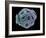 Calcareous Phytoplankton, SEM-Steve Gschmeissner-Framed Photographic Print