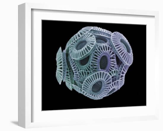 Calcareous Phytoplankton, SEM-Steve Gschmeissner-Framed Photographic Print