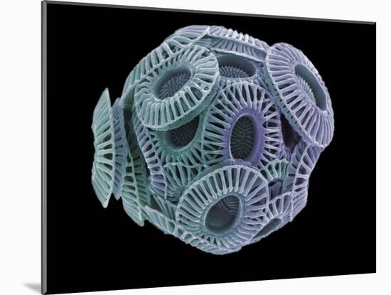 Calcareous Phytoplankton, SEM-Steve Gschmeissner-Mounted Photographic Print