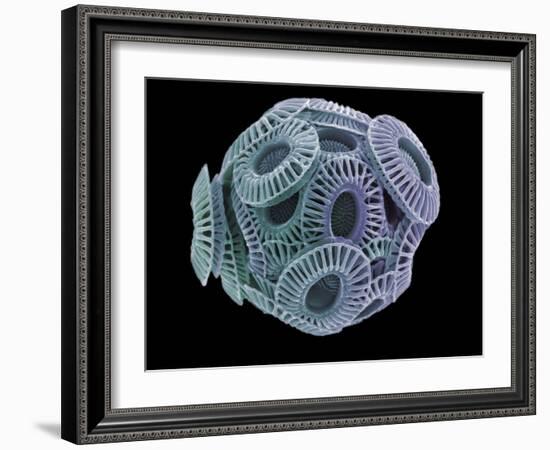 Calcareous Phytoplankton, SEM-Steve Gschmeissner-Framed Photographic Print