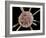 Calcareous Phytoplankton, SEM-Steve Gschmeissner-Framed Photographic Print