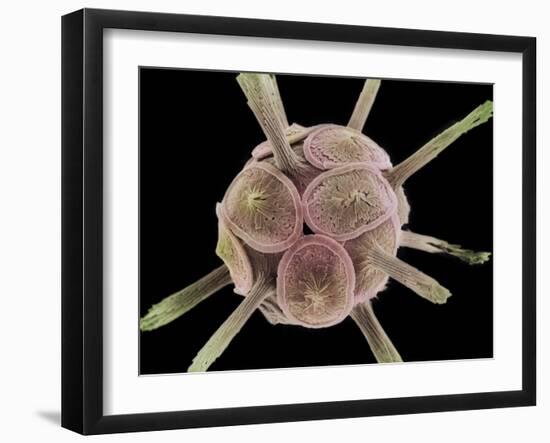 Calcareous Phytoplankton, SEM-Steve Gschmeissner-Framed Photographic Print