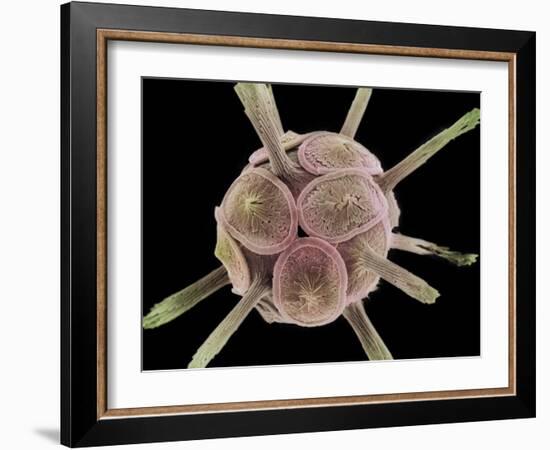 Calcareous Phytoplankton, SEM-Steve Gschmeissner-Framed Photographic Print