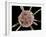 Calcareous Phytoplankton, SEM-Steve Gschmeissner-Framed Photographic Print
