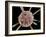 Calcareous Phytoplankton, SEM-Steve Gschmeissner-Framed Photographic Print