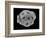 Calcareous Phytoplankton, SEM-Steve Gschmeissner-Framed Photographic Print