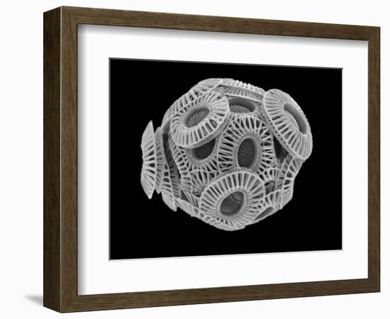 Calcareous Phytoplankton, SEM-Steve Gschmeissner-Framed Photographic Print