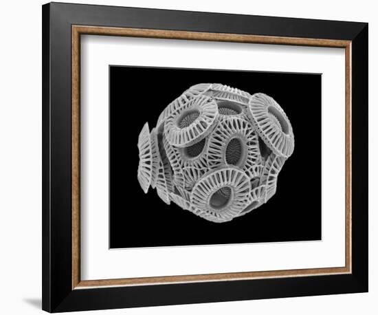 Calcareous Phytoplankton, SEM-Steve Gschmeissner-Framed Photographic Print