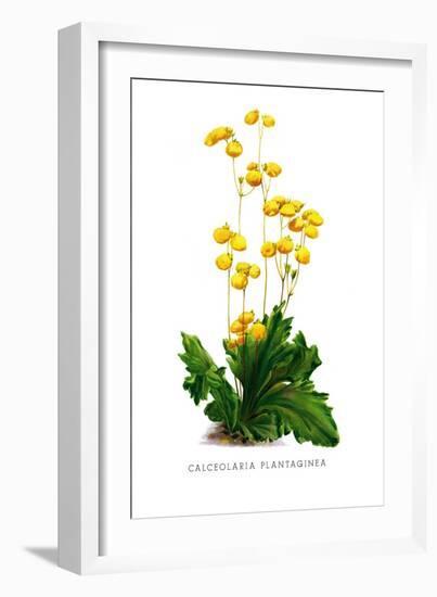 Calceolaria Plantaginea-H.g. Moon-Framed Art Print