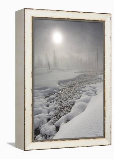 Calcified Trees At Tangled Creek In Winter, Yellowstone National Park, Wyoming, USA, February 2013-Peter Cairns-Framed Premier Image Canvas