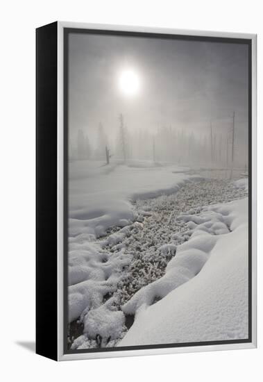 Calcified Trees At Tangled Creek In Winter, Yellowstone National Park, Wyoming, USA, February 2013-Peter Cairns-Framed Premier Image Canvas