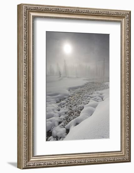 Calcified Trees At Tangled Creek In Winter, Yellowstone National Park, Wyoming, USA, February 2013-Peter Cairns-Framed Photographic Print