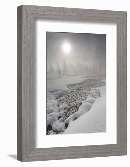 Calcified Trees At Tangled Creek In Winter, Yellowstone National Park, Wyoming, USA, February 2013-Peter Cairns-Framed Photographic Print