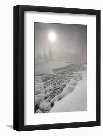 Calcified Trees At Tangled Creek In Winter, Yellowstone National Park, Wyoming, USA, February 2013-Peter Cairns-Framed Photographic Print