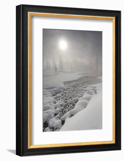 Calcified Trees At Tangled Creek In Winter, Yellowstone National Park, Wyoming, USA, February 2013-Peter Cairns-Framed Photographic Print