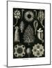 Calcispongiae, 1899-1904-null-Mounted Giclee Print