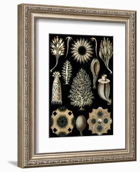Calcispongiae-Ernst Haeckel-Framed Art Print