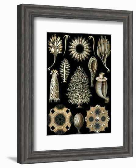 Calcispongiae-Ernst Haeckel-Framed Art Print