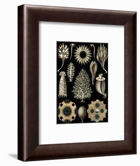 Calcispongiae-Ernst Haeckel-Framed Art Print