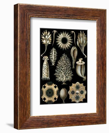 Calcispongiae-Ernst Haeckel-Framed Art Print