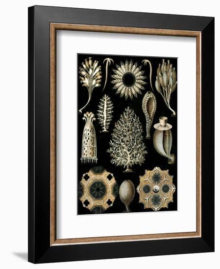 Calcispongiae-Ernst Haeckel-Framed Art Print