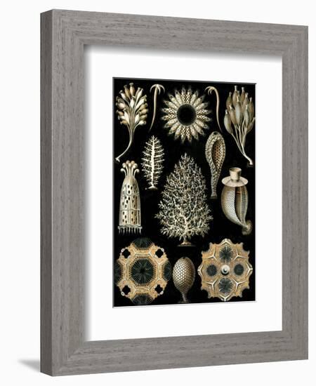 Calcispongiae-Ernst Haeckel-Framed Art Print