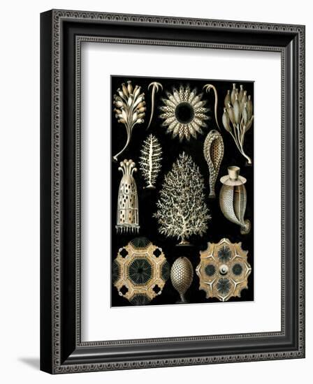 Calcispongiae-Ernst Haeckel-Framed Art Print