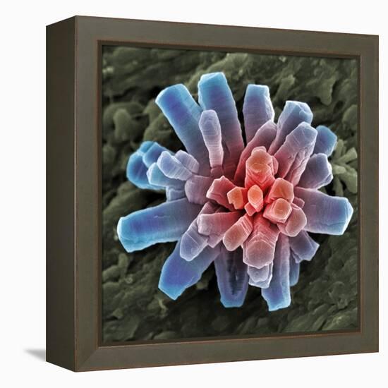 Calcium Phosphate Crystal, SEM-Steve Gschmeissner-Framed Premier Image Canvas