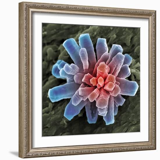 Calcium Phosphate Crystal, SEM-Steve Gschmeissner-Framed Premium Photographic Print