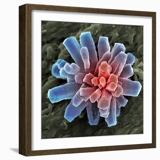 Calcium Phosphate Crystal, SEM-Steve Gschmeissner-Framed Premium Photographic Print