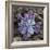 Calcium Phosphate Crystal, SEM-Steve Gschmeissner-Framed Premium Photographic Print