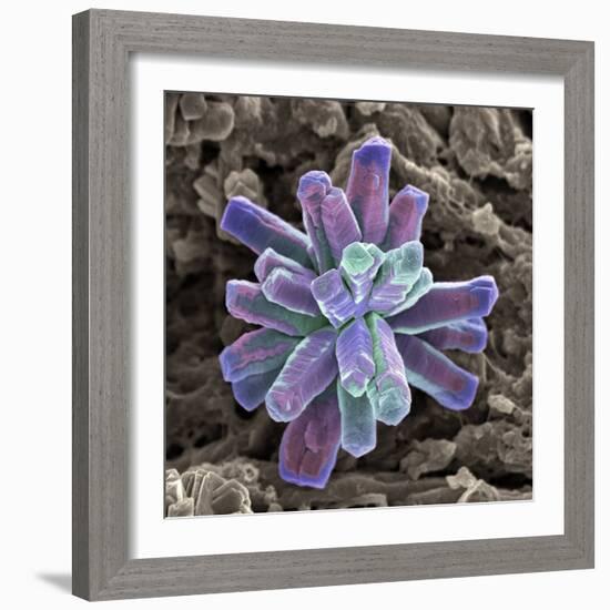 Calcium Phosphate Crystal, SEM-Steve Gschmeissner-Framed Premium Photographic Print