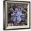 Calcium Phosphate Crystal, SEM-Steve Gschmeissner-Framed Premium Photographic Print